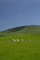 Fototapeta na wymiar Sheep grazing at a green field in Wales in front of the Black Mountains