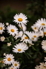 daisies in a garden . Поздравительная открытка с цветами ромашки . Замечательные обои с белыми полевыми  ромашками . Красивые белые ромашки на подарок