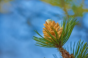 Closeup of yellow pinus massoniana plant growing on a fir and cedar tree isolated against a blue...