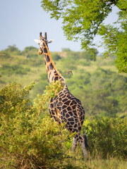 A giraffe in Murchison Falls National Park © Stefan