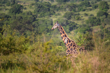 A giraffe in Murchison Falls National Park