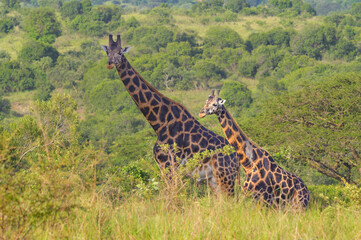 Two giraffes in Murchison Falls National Park