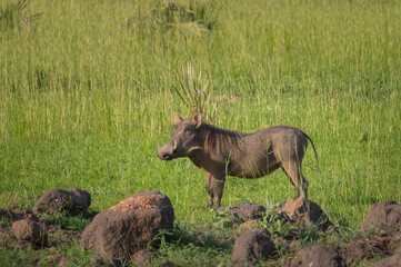 Fototapeta na wymiar A common warthog in Murchison Falls National Park