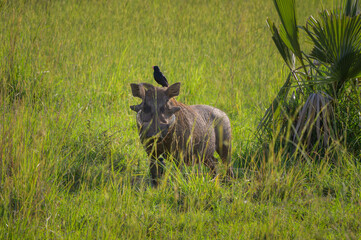 A common warthog in Murchison Falls National Park