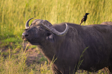 An African buffalo in Murchison Falls National Park