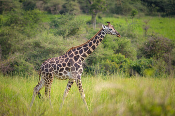 Naklejka na ściany i meble A giraffe in Murchison Falls National Park