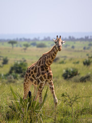 A giraffe in Murchison Falls National Park