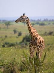 A giraffe in Murchison Falls National Park