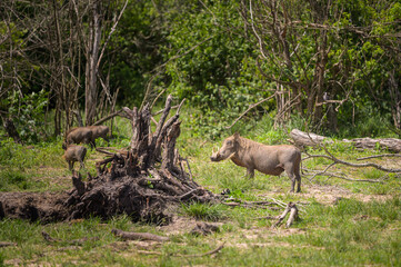 A common warthog in Murchison Falls National Park