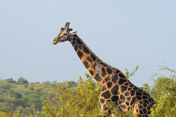 A giraffe in Murchison Falls National Park © Stefan