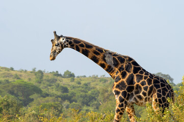 A giraffe in Murchison Falls National Park © Stefan