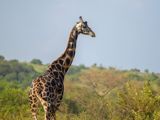A giraffe in Murchison Falls National Park