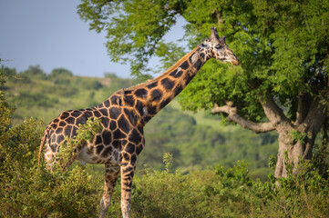 A giraffe in Murchison Falls National Park