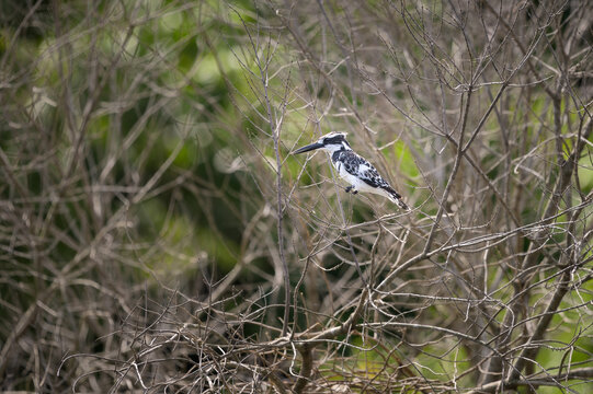 รูปภาพCoraciiformes – เลือกดูภาพถ่ายสต็อก เวกเตอร์ และวิดีโอ6,014 ...