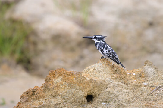 รูปภาพCoraciiformes – เลือกดูภาพถ่ายสต็อก เวกเตอร์ และวิดีโอ8,130 ...