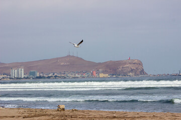 Fototapeta premium seagulls on the beach