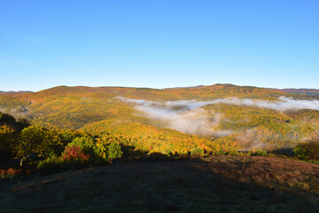 a beautiful autumn forest with green and yellow oak trees and with fog over them and a village inside the forrest