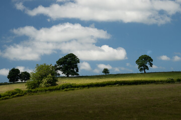 Naklejka premium Trees on hill shadowed by clouds