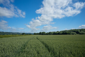 Fototapeta premium Barley crop with tractor lines in the field under blue sky and clouds in Wales