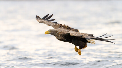 White-tailed eagle (Haliaeetus albicilla) with catch in Flatanger, Trøndelag, Norway