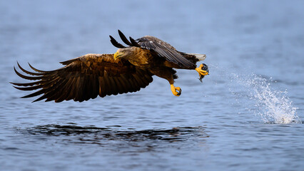 White-tailed eagle (Haliaeetus albicilla) with catch in Flatanger, Trøndelag, Norway