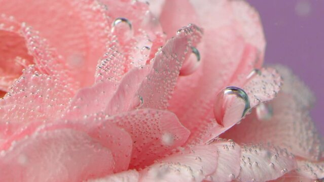 Bubbles on rose under water. Stock footage. Delicate rose petals with bubbles or drops. Pink rose with refreshing bubbles on petals in clear water