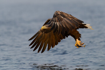 White-tailed eagle (Haliaeetus albicilla) with catch in Flatanger, Trøndelag, Norway