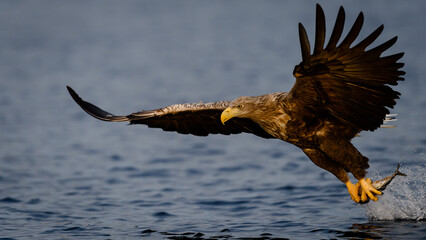 White-tailed eagle (Haliaeetus albicilla) with catch in Flatanger, Trøndelag, Norway