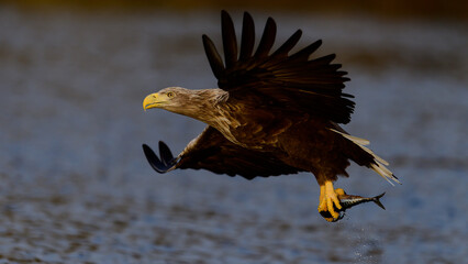 White-tailed eagle (Haliaeetus albicilla) with catch in Flatanger, Trøndelag, Norway