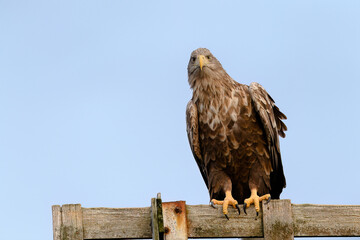 White-tailed eagle (Haliaeetus albicilla) with catch in Flatanger, Trøndelag, Norway