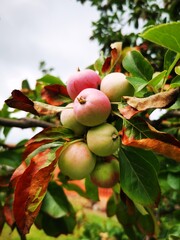 bunch of organic unripe apples on tree between leaves