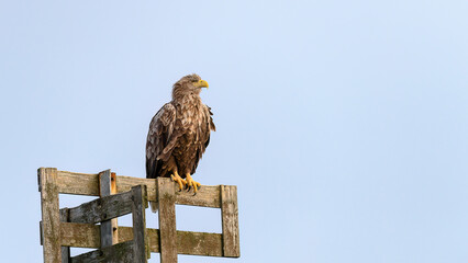 White-tailed eagle (Haliaeetus albicilla) with catch in Flatanger, Trøndelag, Norway