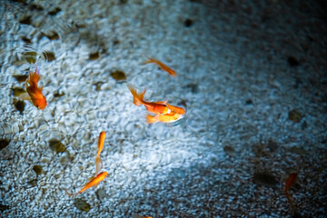 a lot of goldfish swim in the pond
