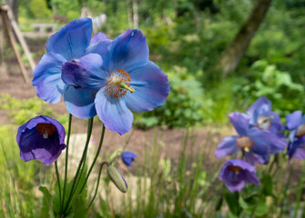 Meconopsis, Himalayan Blue Poppy, photographed in the RHS Bridgewater garden, Salford, Manchester, UK.
