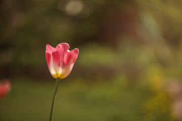 beautiful pink tulip in the garden