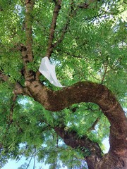 Plastikbeutel vom Wind in die Baumkrone verweht 