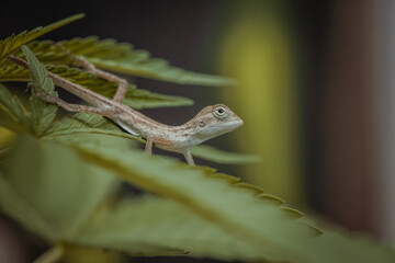 Brown Thai chameleon on natural yellow leaf background