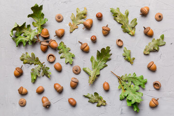 Branch with green oak tree leaves and acorns on colored background, close up top view