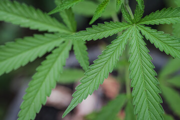 Marijuana seedlings have a drop of water. herb , Green leaf