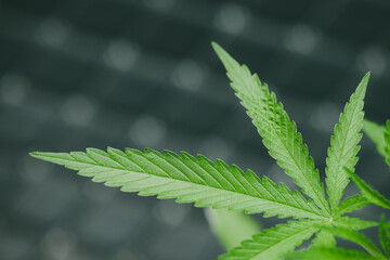 Marijuana seedlings have a drop of water. herb , Green leaf