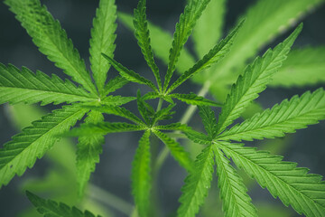 Naklejka na ściany i meble Marijuana seedlings have a drop of water. herb , Green leaf