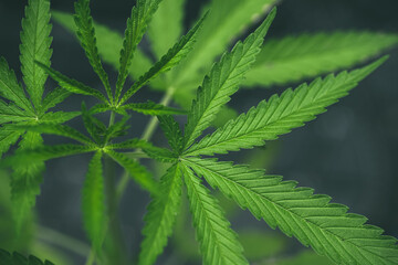Marijuana seedlings have a drop of water. herb , Green leaf