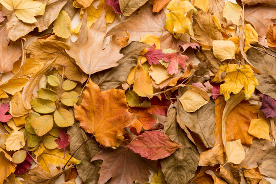 Colorful backround image of fallen autumn leaves perfect for seasonal use. top view