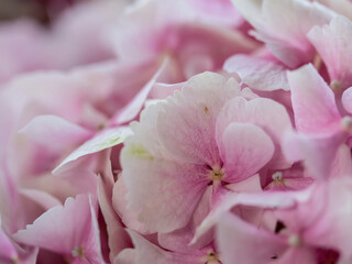 Fototapeta na wymiar Natural background of pink hydrangea close-up. Selective focus