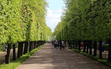 Photo of the path in the Tsarskoye Selo Park