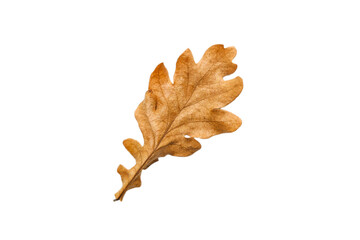 Autumn dry brown oak leaf. oak leaves. Warm colors of Autumn Isolated top view