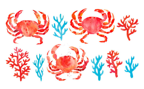 Red crabs and corals. Hand drawn watercolor illustration on white background