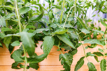 Close-up of the leaves of a tomato growing on a garden bed.