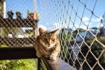 A striped cat sitting on balcony railing with net protection