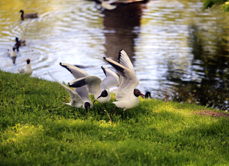 White gulls in a park